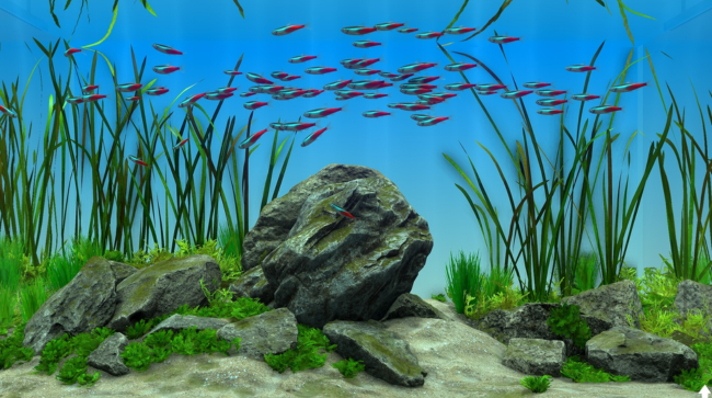 Behind Glass Aquarium Simulator Free Download